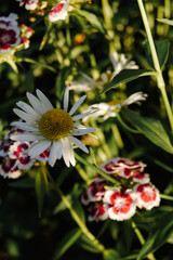 beautiful macro cammomile flowers growing in the summer garden among the green leaves and grass