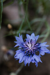 small blue cornflower in the garden