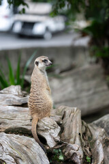 Meerkat ( Suricata suricatta ) standing watching its surroundings at Khao Kheow Open Zoo in Thailand.