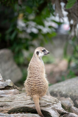 Meerkat ( Suricata suricatta ) standing watching its surroundings at Khao Kheow Open Zoo in Thailand.