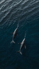 Aerial view of two whales swimming in the ocean.