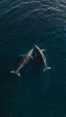 Fototapeta premium Aerial view of two whales swimming in the ocean.