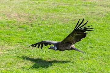 Condor in flight, a large, broad-winged bird and part of the bird family Cathartidae, which contains the New World vultures
