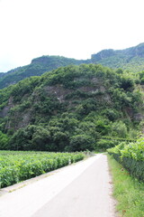 Etschtal Valley Cycling Route south of Meran and vinyards  - Cycling the transalpine route Via...