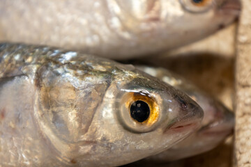 Fish in the market. Animal for human consumption. Fresh food in the market.