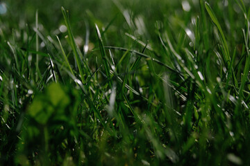 fresh green grass texture