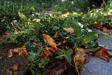 autumn leaves on the ground with green grass after the rain in the garden or park