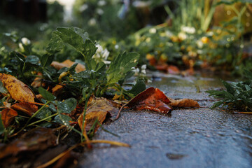 autumn leaves on the ground with green grass after the rain in the garden or park