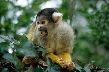 Singe saimirin, Saimiri sciureus