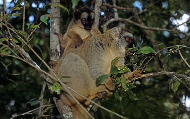Lémurien brun, Eulemur fulvus, Madagascar