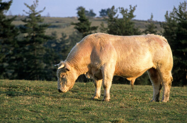 Taureau, race Blonde d'Aquitaine
