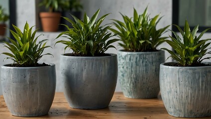 Fototapeta premium Aglonema Big Roy plants in decorative pots.