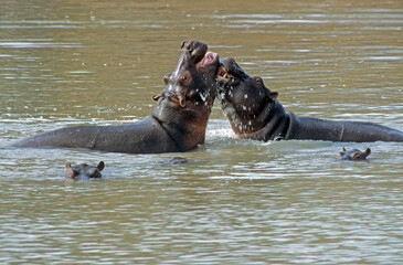 Fototapeta premium Hippopotame, Hippopotamus amphibius, Réserve de Masai Mara, Kenya