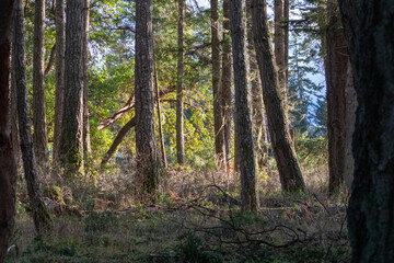 Sunlight shining through trees in a forest