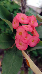 Euphorbia milii flower or crown of thorns flower