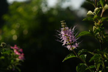 Orthosiphon aristatus, cat's whiskers or Java tea.