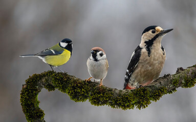 three different birds sparrow, woodpecker and tit sitting on a beautiful branch with moss in the garden
