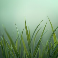 A close-up view of green grass blades against a soft, blurred background.