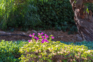 Colorful flowers in the park