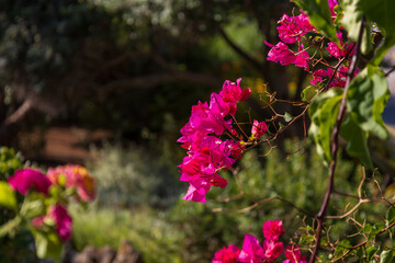 Colorful flowers in the park