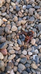 737)northern giant hornet killed by Japanese honeybee counterattack(Photo taken at 11:22 on october 4, 2015)