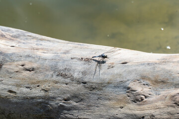 Blue dragonfly odonata with green eyes perched on old tree close-up. Azure damselfly aeshna cyanea detachment of ancient flying insects. Branch of entomology to study of dragonflies is odonatology.
