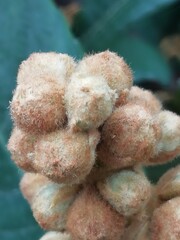 Eriobotrya japonica. Níspero japonés. Las yemas de flor. 