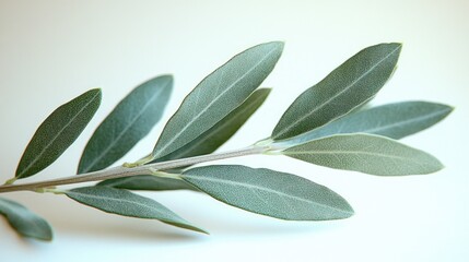 Naklejka premium Close-up of olive branch leaves.