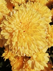 Chrysanthemum morifolium. Crisantemo de Bola Amarillo. 