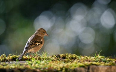 Chaffinch resting on the ground with a blurred bokeh background. Close-up detail photo
