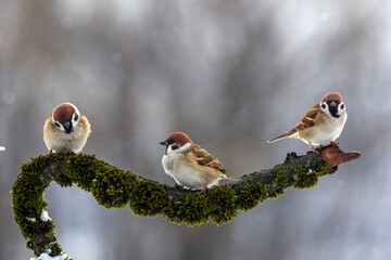 three birds sparrows sitting on a beautiful branch with moss in the garden under the snow and looking in different directions