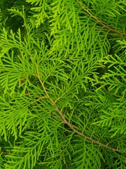 Thuja twig (Thuja occidentalis), with typical branching into the flattened branchlets. Close up.