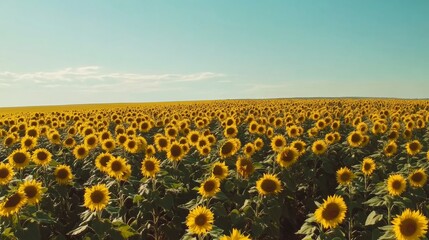 Obraz premium A serene field of yellow sunflowers under a clear blue sky, aerial shot, Minimalist style