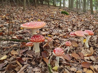 A group of fly agarics (Amanita muscaria) in a forest in autumn.