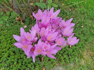 Autumn crocuses (Colchicum autumnale) blooming in a deep pink-purple color in the park.