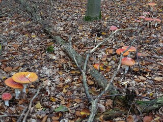 A group of fly agarics (Amanita muscaria) in a forest in autumn.