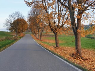 Small rural asphalt road with rows of trees in autumn