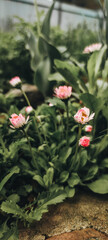 Naklejka premium beautiful pink flowers in the bouquet