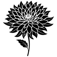 black and white chrysanthemum flower
