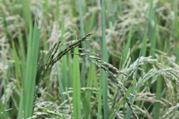 Grass in a Rice field