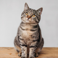 Curious Tabby Cat Looking Up, Sitting on Wood