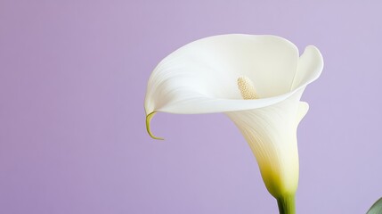 A serene white calla lily on a soft lavender background, detailed close-up shot, Minimalist style