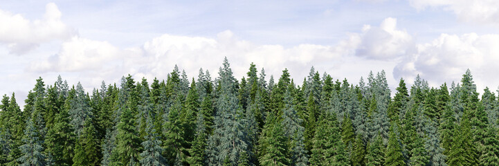 3d rendering of the dense pine forest on sky background. Wide seamless nature panorama forest landscape