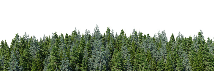 3d rendering of the dense pine forest on white background. Wide seamless nature panorama landscape