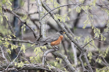 robin on a branch