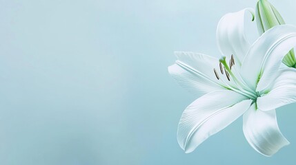 Fototapeta premium A serene white lily against a soft pastel blue background, artistic close-up shot, Minimalist style