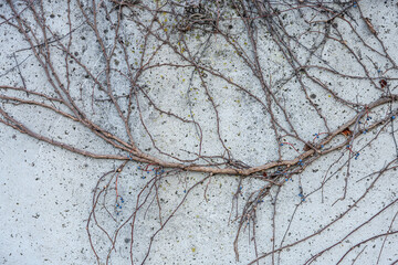 Abstract Minimalist Wall Texture with Intertwined Bare Branches and Natural Geometric Patterns