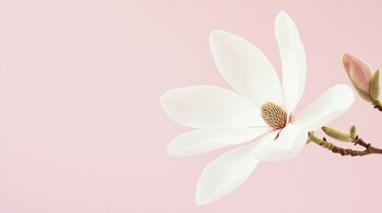 Obraz premium A serene white magnolia bloom against a soft blush pink background, artistic close-up shot, Minimalist style
