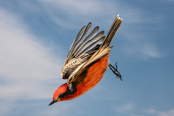 Vermilion Flycatcher (Pyrocephalus rubinus) in Flight