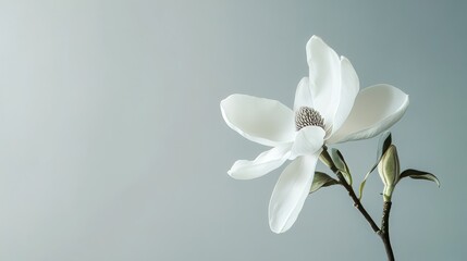 A serene white magnolia on a pale gray background, close-up shot, Minimalist style